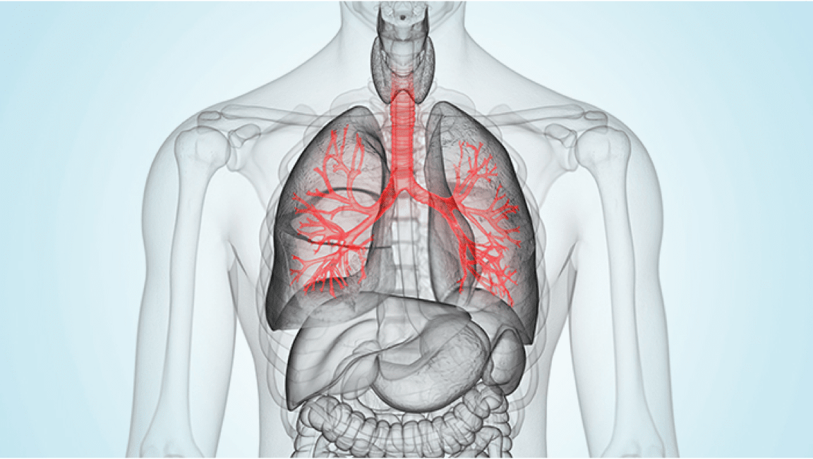 Creativity about human organs